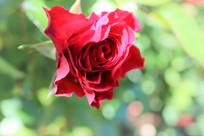 f:id:raruka:20190601144910j:plain f:id:raruka:20190601144910j:plain