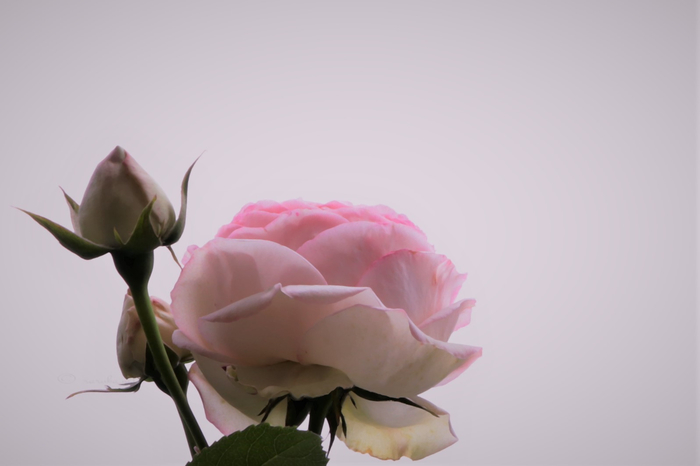 f:id:raruka:20190602133500j:plain f:id:raruka:20190602133500j:plain