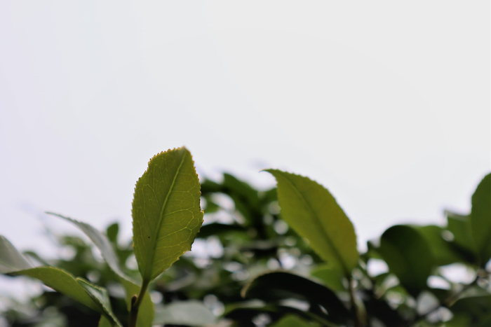 f:id:raruka:20190602133504j:plain:w330:h220 f:id:raruka:20190602133504j:plain:w330:h220