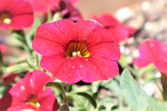 f:id:raruka:20190603144659j:plain:w330:h220 f:id:raruka:20190603144659j:plain:w330:h220