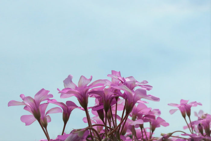 f:id:raruka:20190604143012j:plain f:id:raruka:20190604143012j:plain