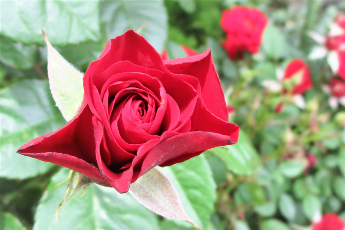 f:id:raruka:20190605141621j:plain f:id:raruka:20190605141621j:plain