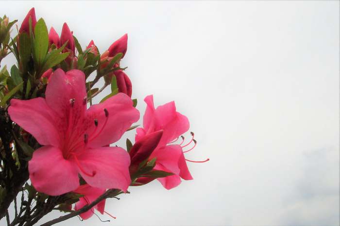 f:id:raruka:20190605141627j:plain:w330:h220 f:id:raruka:20190605141627j:plain:w330:h220