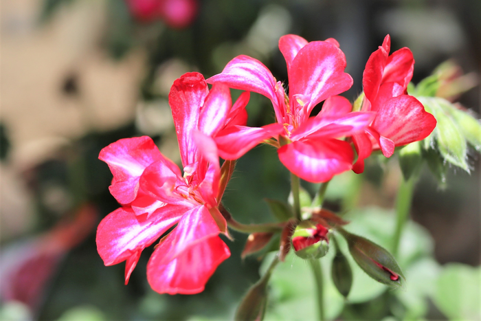 f:id:raruka:20190606141444j:plain f:id:raruka:20190606141444j:plain