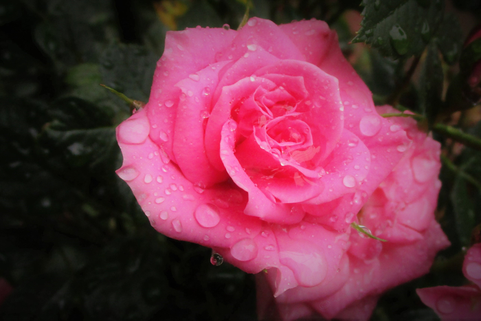 f:id:raruka:20190607134832j:plain f:id:raruka:20190607134832j:plain