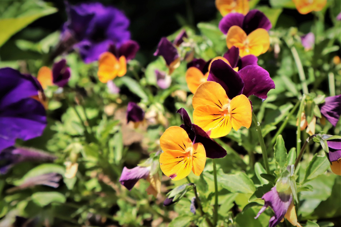 f:id:raruka:20190609132123j:plain:w330:h220 f:id:raruka:20190609132123j:plain:w330:h220