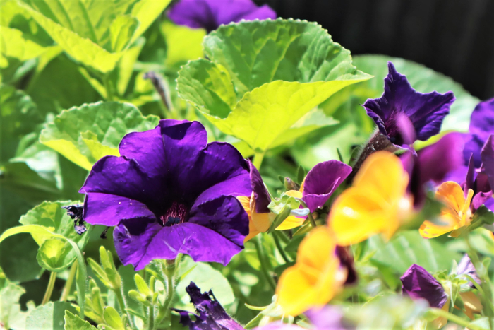 f:id:raruka:20190609132137j:plain f:id:raruka:20190609132137j:plain