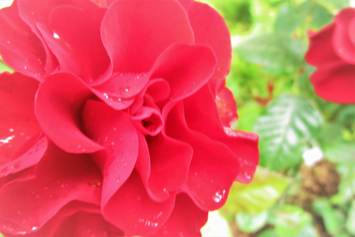 f:id:raruka:20190610142854j:plain:w330:h220 f:id:raruka:20190610142854j:plain:w330:h220