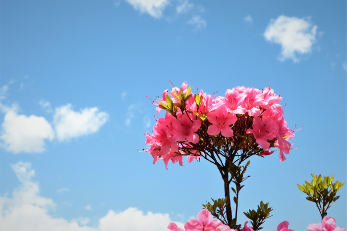 f:id:raruka:20190611141802j:plain f:id:raruka:20190611141802j:plain