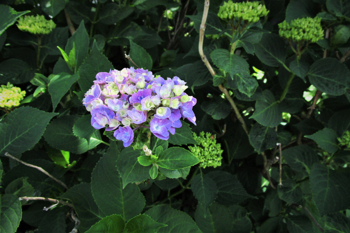 f:id:raruka:20190611141810j:plain:w330:h220 f:id:raruka:20190611141810j:plain:w330:h220