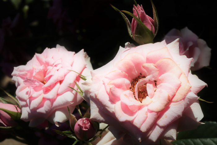 f:id:raruka:20190613141251j:plain f:id:raruka:20190613141251j:plain