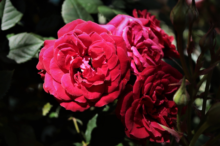 f:id:raruka:20190614135408j:plain f:id:raruka:20190614135408j:plain
