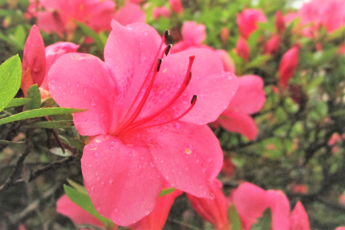 f:id:raruka:20190615141410j:plain f:id:raruka:20190615141410j:plain