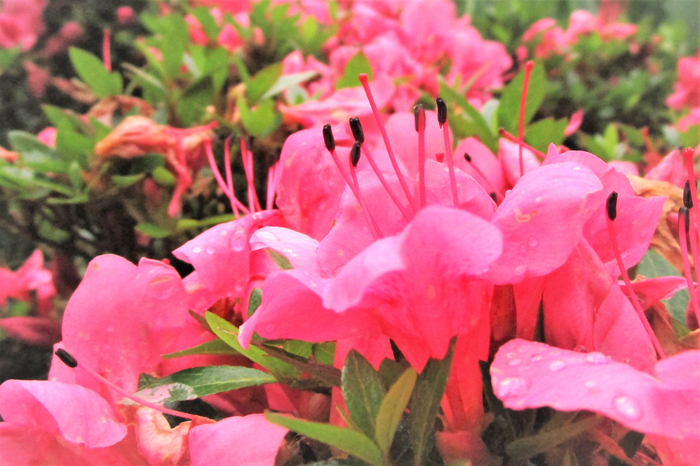 f:id:raruka:20190615141418j:plain:w330:h220 f:id:raruka:20190615141418j:plain:w330:h220