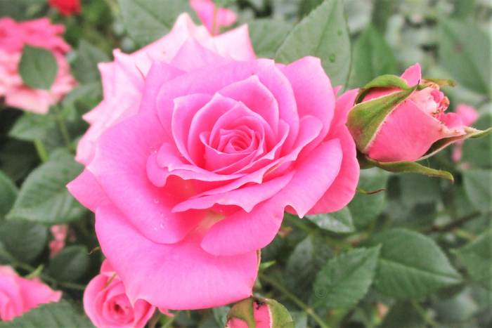 f:id:raruka:20190618141514j:plain f:id:raruka:20190618141514j:plain