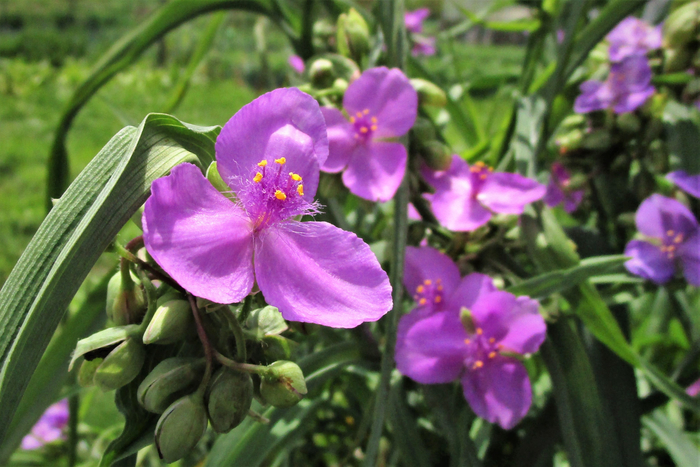 f:id:raruka:20190619150048j:plain f:id:raruka:20190619150048j:plain