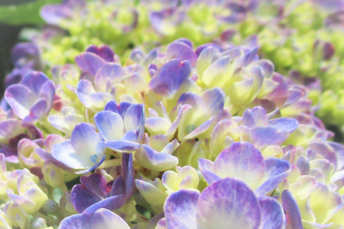 f:id:raruka:20190620140940j:plain f:id:raruka:20190620140940j:plain