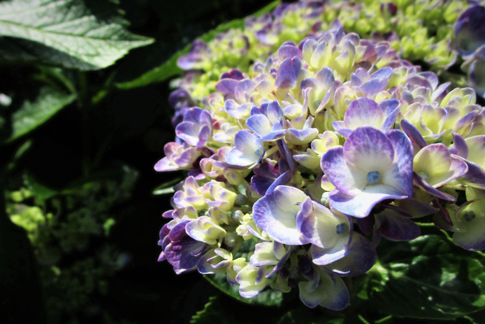 f:id:raruka:20190620141011j:plain:w330:h220 f:id:raruka:20190620141011j:plain:w330:h220