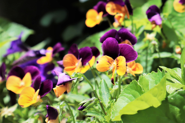f:id:raruka:20190623131130j:plain f:id:raruka:20190623131130j:plain
