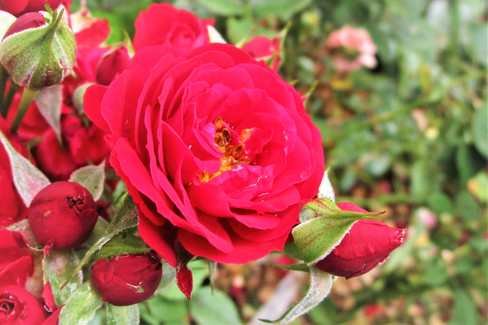 f:id:raruka:20190624134923j:plain f:id:raruka:20190624134923j:plain