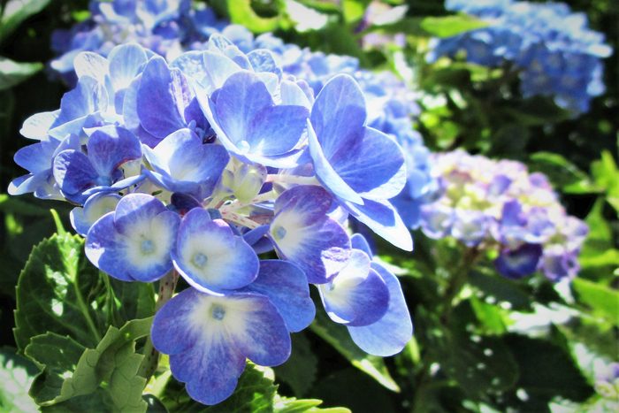 f:id:raruka:20190625143340j:plain f:id:raruka:20190625143340j:plain