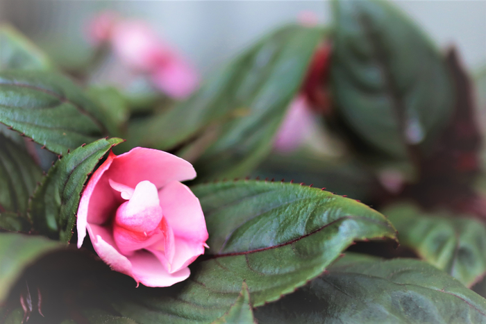 f:id:raruka:20190625143441j:plain:w330:h220 f:id:raruka:20190625143441j:plain:w330:h220
