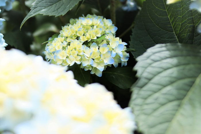 f:id:raruka:20190626140029j:plain f:id:raruka:20190626140029j:plain