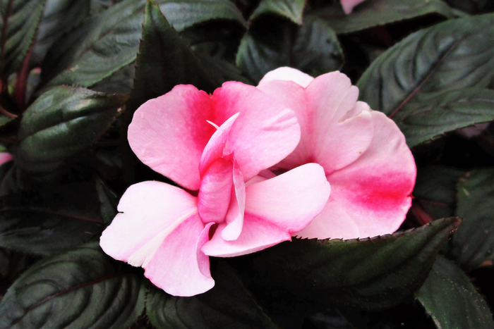 f:id:raruka:20190627131712j:plain f:id:raruka:20190627131712j:plain