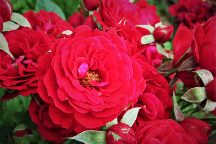 f:id:raruka:20190629131751j:plain f:id:raruka:20190629131751j:plain