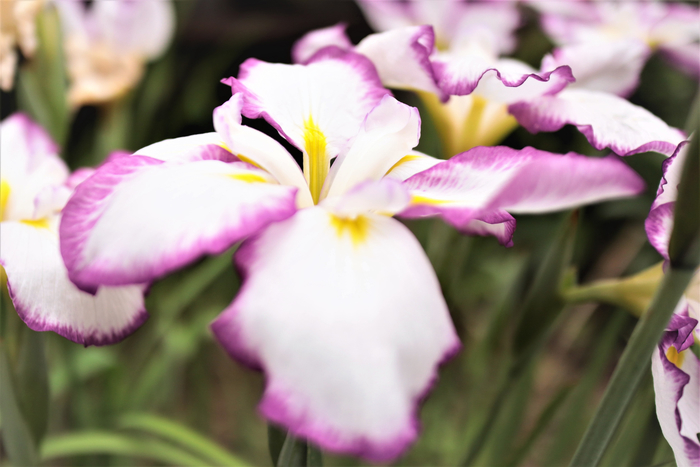 f:id:raruka:20190701140833j:plain f:id:raruka:20190701140833j:plain