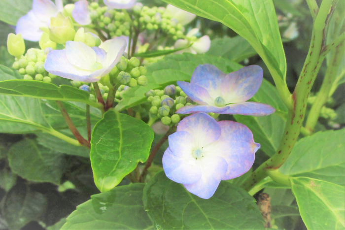 f:id:raruka:20190701141005j:plain:w330:h220 f:id:raruka:20190701141005j:plain:w330:h220