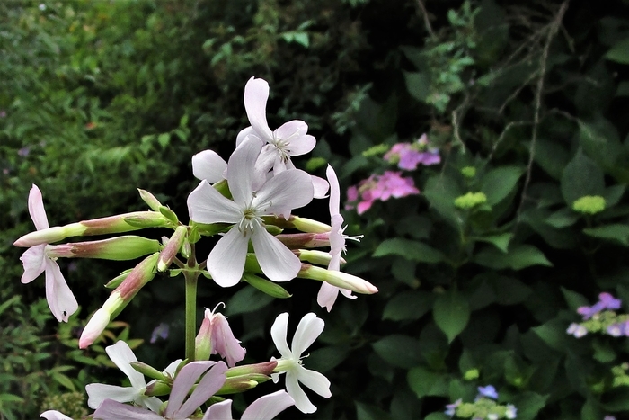 f:id:raruka:20190703144449j:plain f:id:raruka:20190703144449j:plain