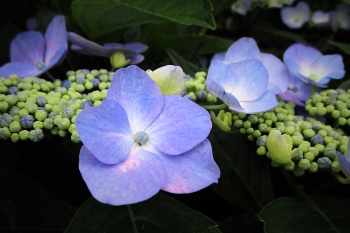 f:id:raruka:20190703144527j:plain:w330:h220 f:id:raruka:20190703144527j:plain:w330:h220