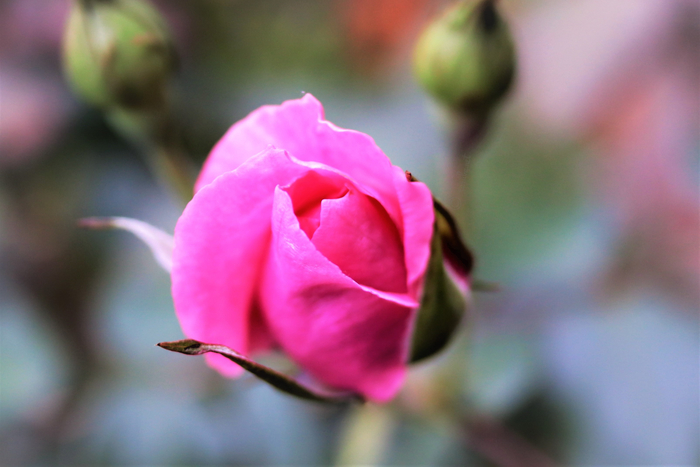 f:id:raruka:20190705135410j:plain f:id:raruka:20190705135410j:plain