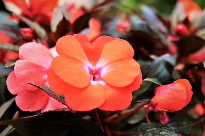f:id:raruka:20190706132803j:plain f:id:raruka:20190706132803j:plain