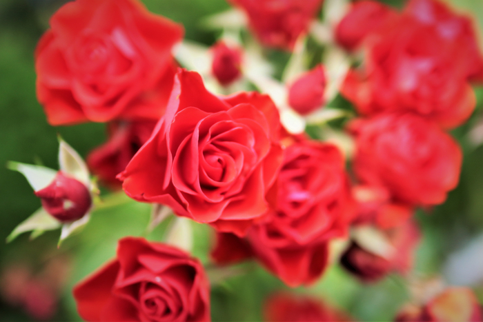 f:id:raruka:20190706132836j:plain:w330:h220 f:id:raruka:20190706132836j:plain:w330:h220