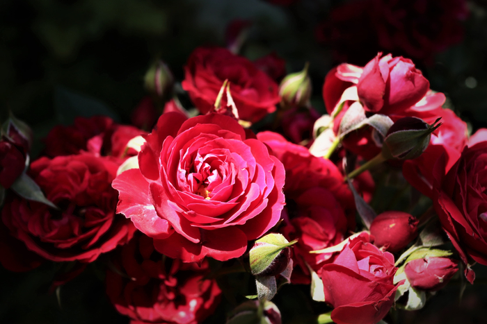 f:id:raruka:20190707140632j:plain f:id:raruka:20190707140632j:plain