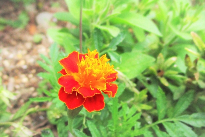 f:id:raruka:20190707140717j:plain:w330:h220 f:id:raruka:20190707140717j:plain:w330:h220