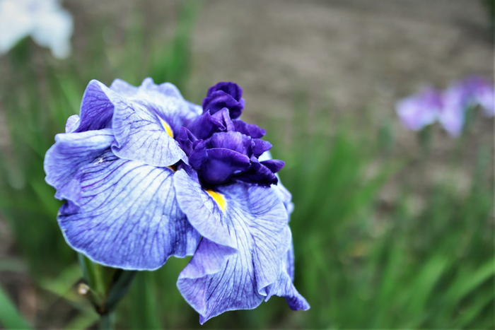 f:id:raruka:20190708145622j:plain f:id:raruka:20190708145622j:plain