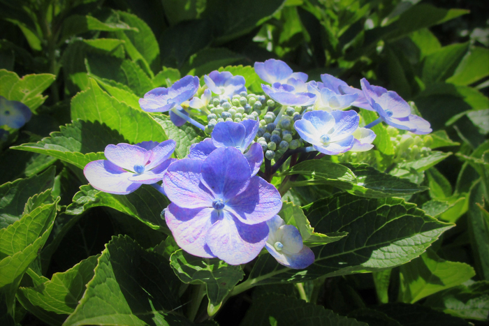 f:id:raruka:20190712141841j:plain f:id:raruka:20190712141841j:plain