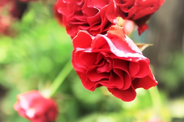 f:id:raruka:20190712141908j:plain:w330:h220 f:id:raruka:20190712141908j:plain:w330:h220