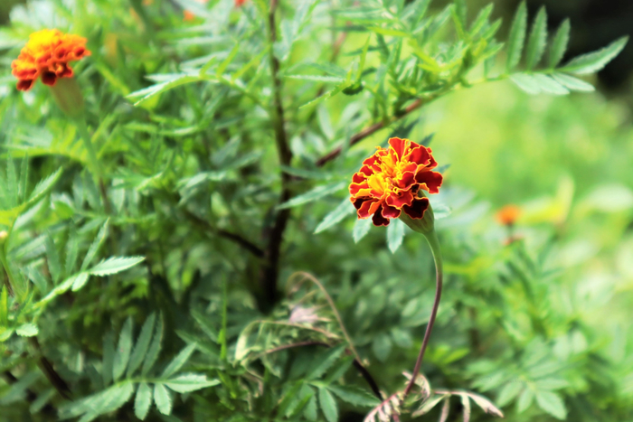 f:id:raruka:20190724143839j:plain f:id:raruka:20190724143839j:plain