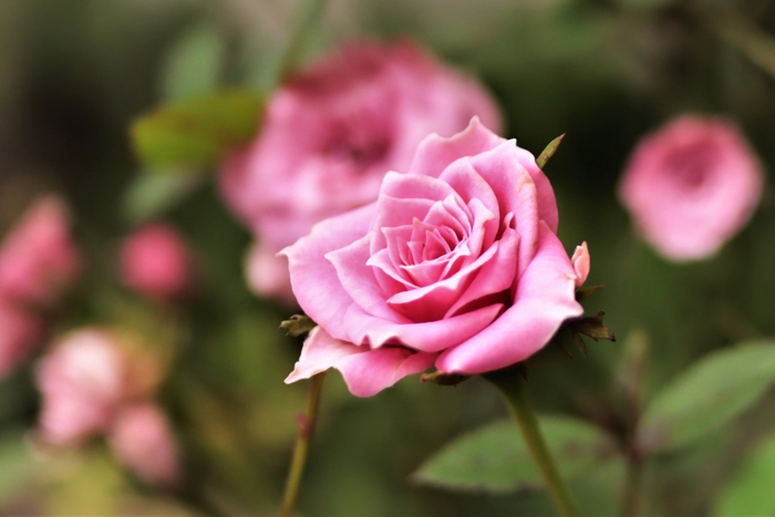 f:id:raruka:20190726145605j:plain f:id:raruka:20190726145605j:plain