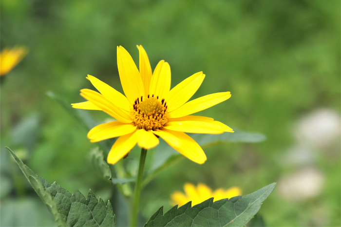 f:id:raruka:20190728133325j:plain:w330:h220 f:id:raruka:20190728133325j:plain:w330:h220