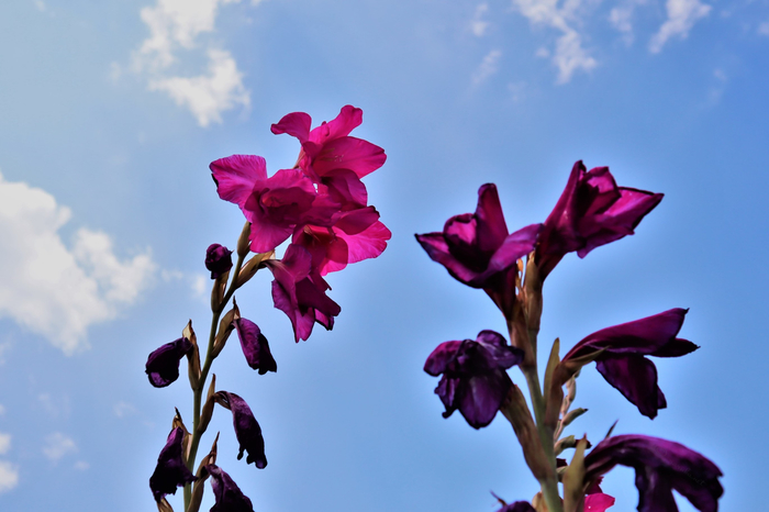 f:id:raruka:20190728133348j:plain f:id:raruka:20190728133348j:plain