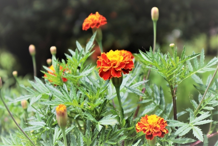 f:id:raruka:20190729144356j:plain f:id:raruka:20190729144356j:plain
