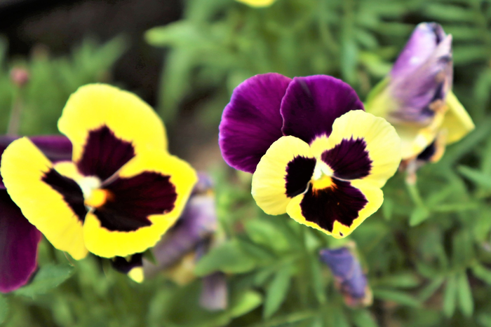 f:id:raruka:20190730134808j:plain:w330:h220 f:id:raruka:20190730134808j:plain:w330:h220