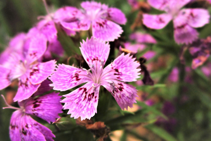 f:id:raruka:20190730134845j:plain f:id:raruka:20190730134845j:plain