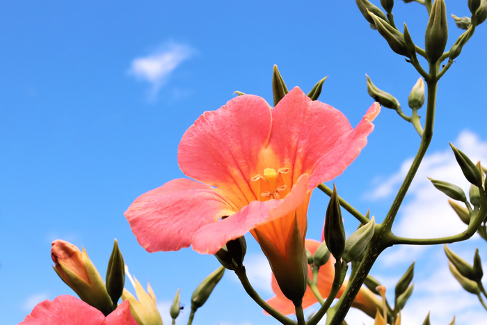 f:id:raruka:20190809143613j:plain f:id:raruka:20190809143613j:plain