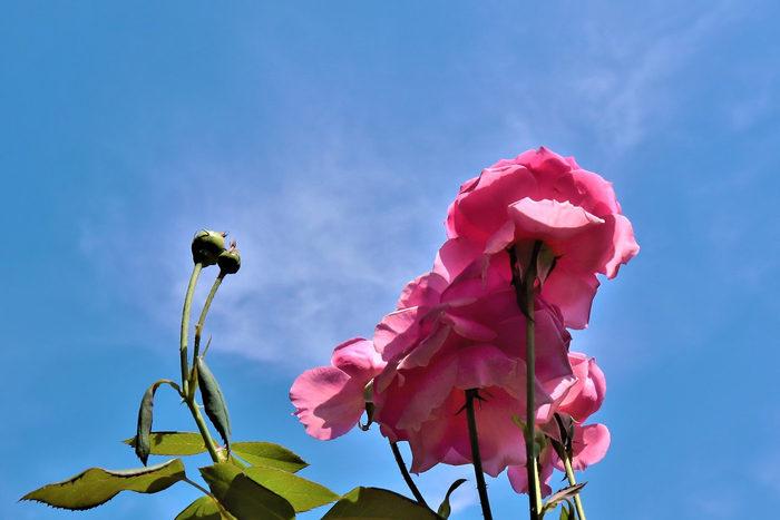 f:id:raruka:20190810135245j:plain:w330:h220 f:id:raruka:20190810135245j:plain:w330:h220